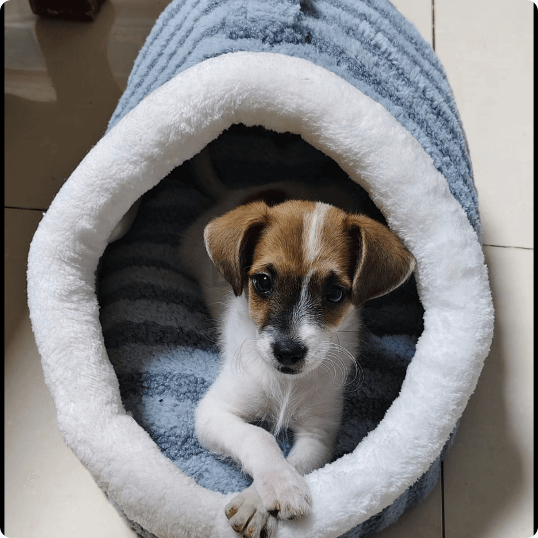 CozyNest- Premium Pet Bed