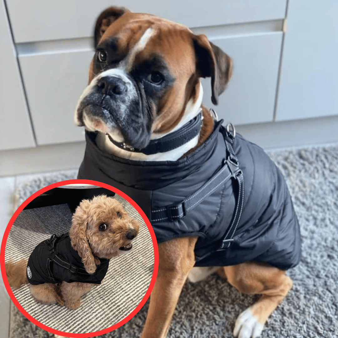 Waterproof Winter Dog Jacket with Built-in Harness