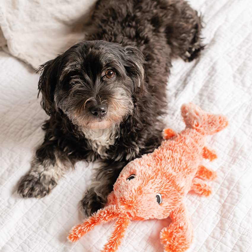 Floppy Lobster™ interactive dog toy