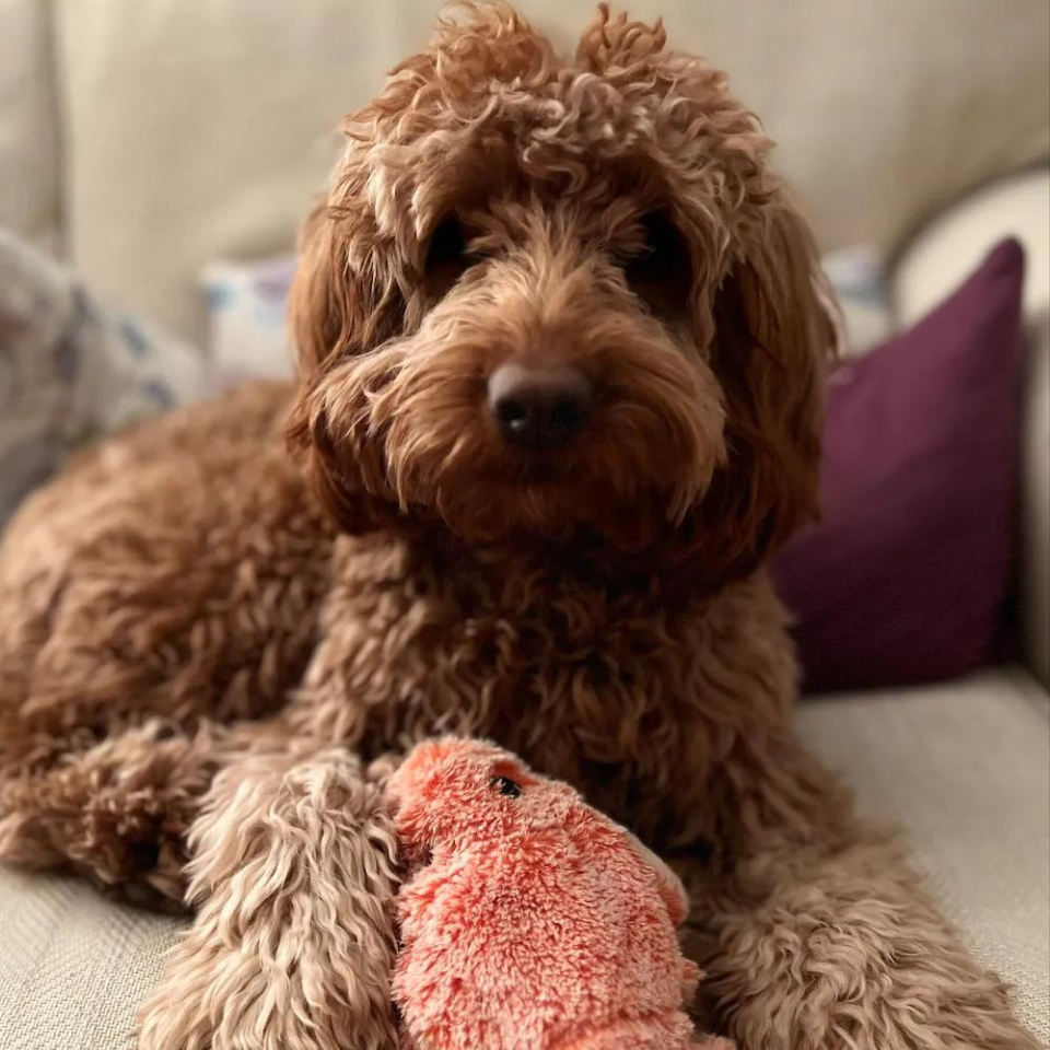 Floppy Lobster™ interactive dog toy